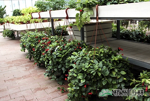 电竞比赛押注app