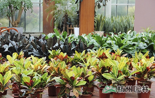 电竞比赛押注app