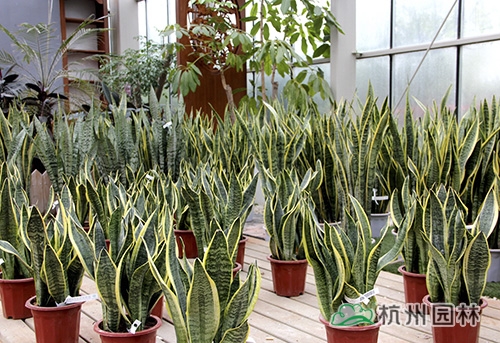 电竞比赛押注app