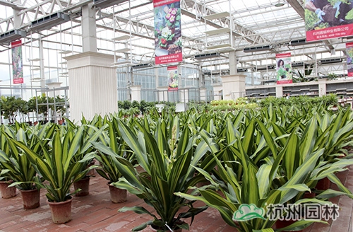 电竞比赛押注app