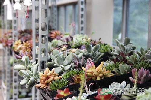 电竞比赛押注app