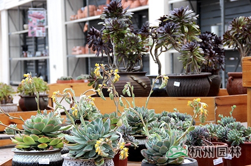 电竞比赛押注app