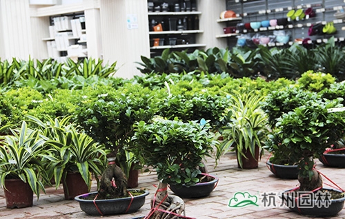 电竞比赛押注app